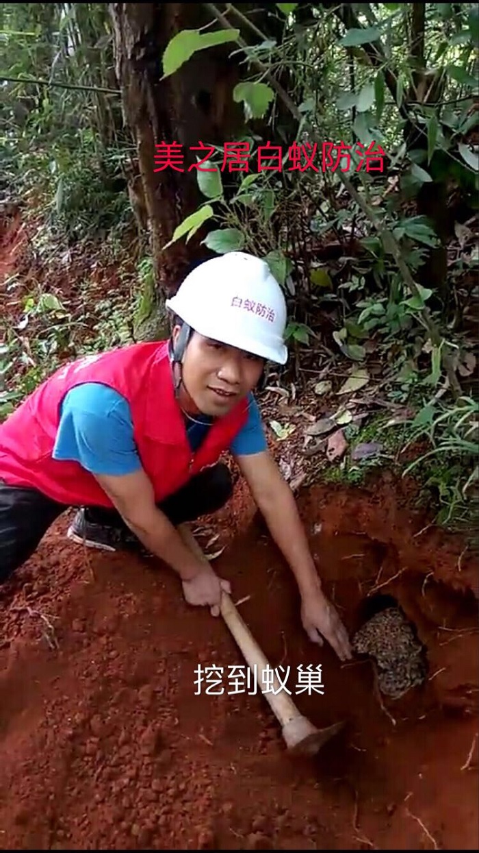 挖巢灭蚁